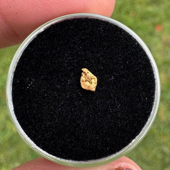One Gold Nugget from California in Display Case - 0.05 grams - Picture 2 of 7